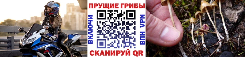 магазин  наркотиков  Астрахань  Псилоцибиновые грибы Magic Shrooms 